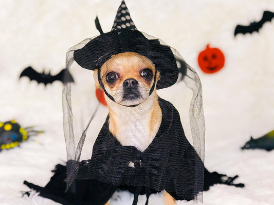 Tips for keeping your dog calm and comfortable in their Halloween costume