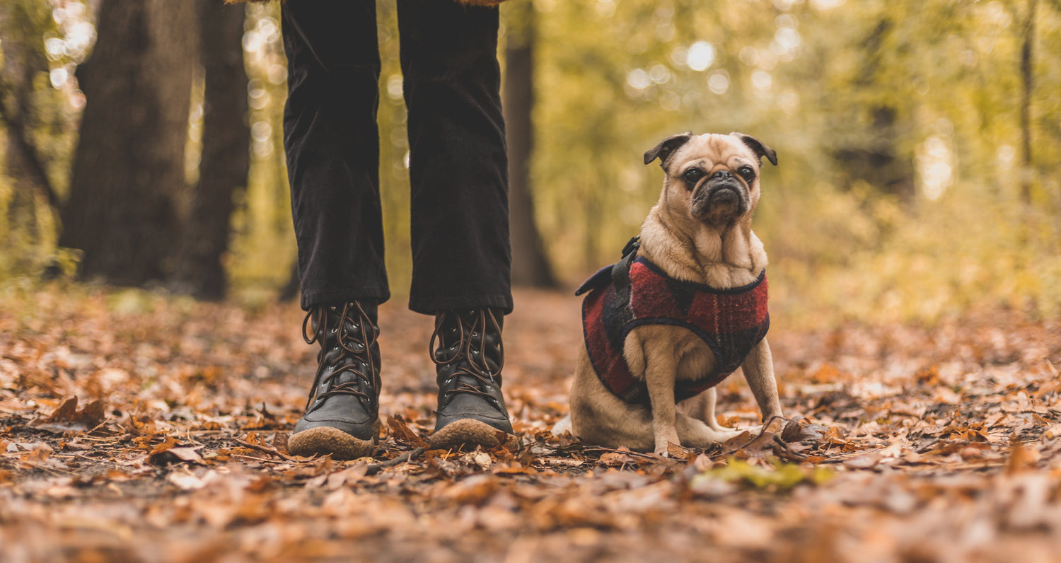 A dog wearing a plaid jacket outdoors - Boots & Hams